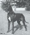 Elatus Imperial