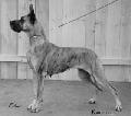 Ch Fara Von Der Doggentreu