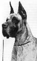 Larry Vom Doggenadel