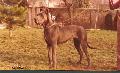 Ch Vonny Des Terres De La Rairie