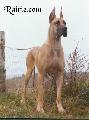 Ch Jessy Des Terres De La Rairie