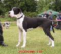 Balou Vom Teufelsgrund