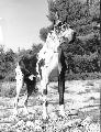 Ch Jocky De Mourre Frais