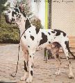 Ch El Cid Grand Elegance