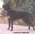Apollo-n