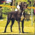 Dandy Vom Dunner Land