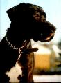 Justitia Canis Canum