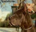 Ch Swelen De Meneses