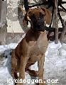 Asta Von Krakonos