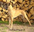Varina Bocca Dtigre