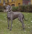 Bullcronans Haute Couture