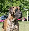Ivanhoe De Cane Nobile