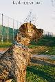 Bacchus Ex Umbra In Solem