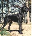 Daneboas Black Ambassador