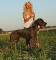 Ch Coquine Vom Hause Wagner