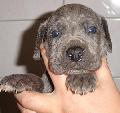 Blue Lady Beaux Chiens