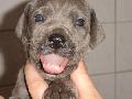 Barkena Beaux Chiens