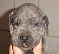Banjana Beaux Chiens