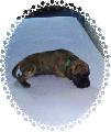 Murphy Vom Sprendlinger Tal