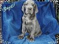 Bugati Von Blue Ground