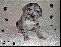 Gringo Von Blue Ground