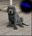 Indigo Von Blue Ground