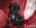 Zorro Von Blue Ground
