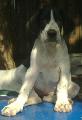Elroy Beaux Chiens