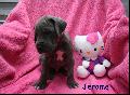 Jerome Von Blue Ground