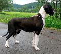 Fila Beaux Chiens
