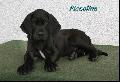 Piccolina Von Blue Ground