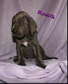Rasafa Von Blue Ground