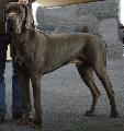 Rico Von Blue Ground