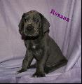 Roxana Von Blue Ground
