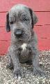 Toretto Von Blue Ground