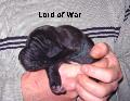 Lord of War Vom Waldfrieden