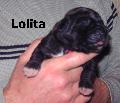 Lolita Vom Waldfrieden