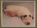 Haakon Beaux Chiens
