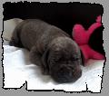 Little Miss von der Wolfshhle