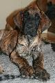 Jack Daniels von Nonius