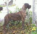 Ophelia von der OFNETHLE