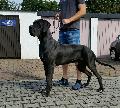 Ch Gentleman Singularis