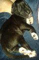 Black Beauty vom Brefrst