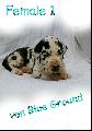 Affinity Von Blue Ground