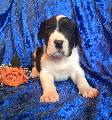 Imperal Beaux Chiens