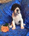 Irresistible Ripley Beaux Chiens