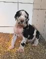 Joop Beaux Chiens