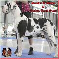 Ch Parodie dAmour of Austria Great Stars