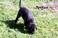 Angus ad Fontes