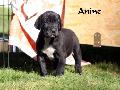 Anine ad Fontes